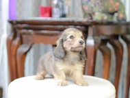 Kaninchen_Dachshund_5177