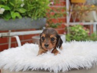 Kaninchen_Dachshund_5178