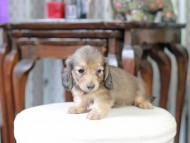 Kaninchen_Dachshund_5183