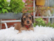 Kaninchen_Dachshund_5186