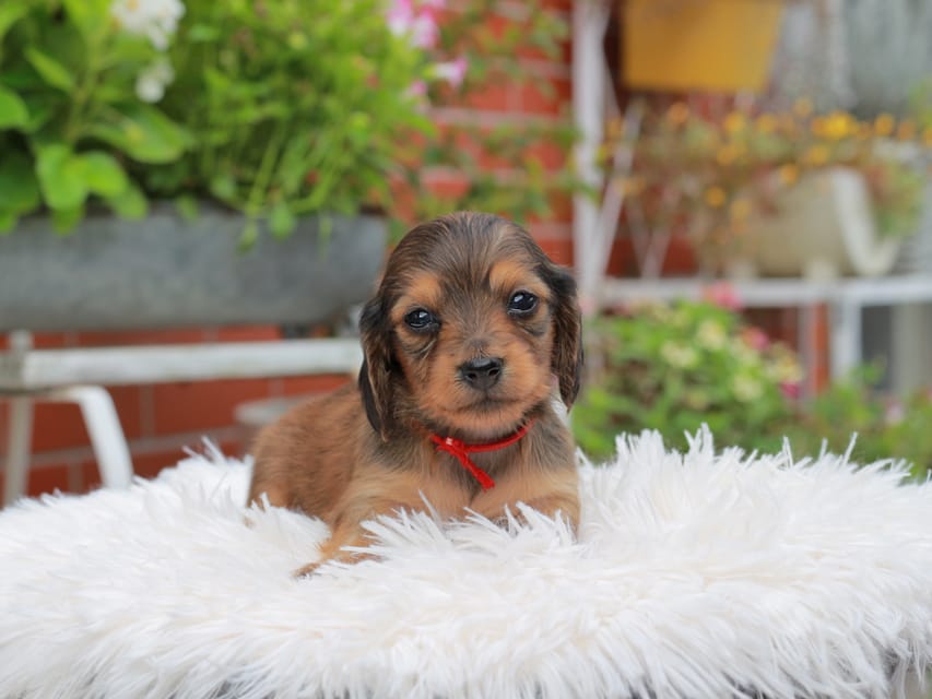 カニンヘンダックスフンド ほたる ＆ パッションの子犬 レッド 女の子（2）