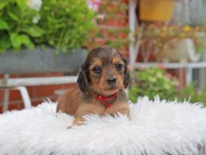 Kaninchen_Dachshund_5188