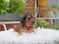 Kaninchen_Dachshund_5189