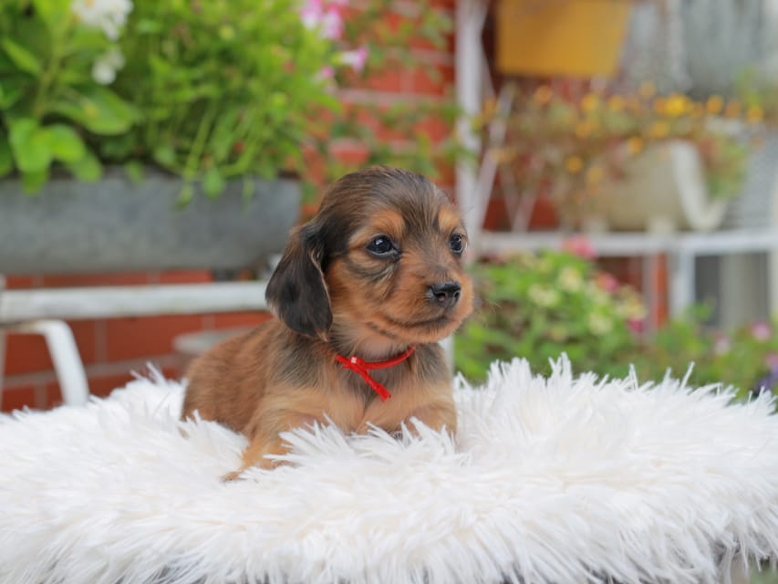 カニンヘンダックスフンド ほたる ＆ パッションの子犬 レッド 女の子（2）