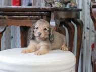 Kaninchen_Dachshund_5194