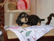Kaninchen_Dachshund_5196 Kaninchen_Dachshund_5196
