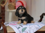 Kaninchen_Dachshund_5202 Kaninchen_Dachshund_5202