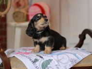 Kaninchen_Dachshund_5204 Kaninchen_Dachshund_5204