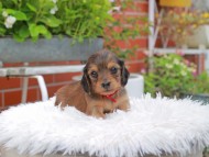 Kaninchen_Dachshund_5205