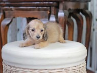 Kaninchen_Dachshund_5208