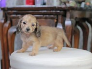 Kaninchen_Dachshund_5213
