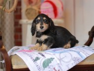Kaninchen_Dachshund_5216 Kaninchen_Dachshund_5216