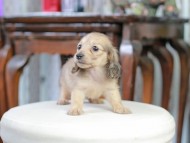 Kaninchen_Dachshund_5226