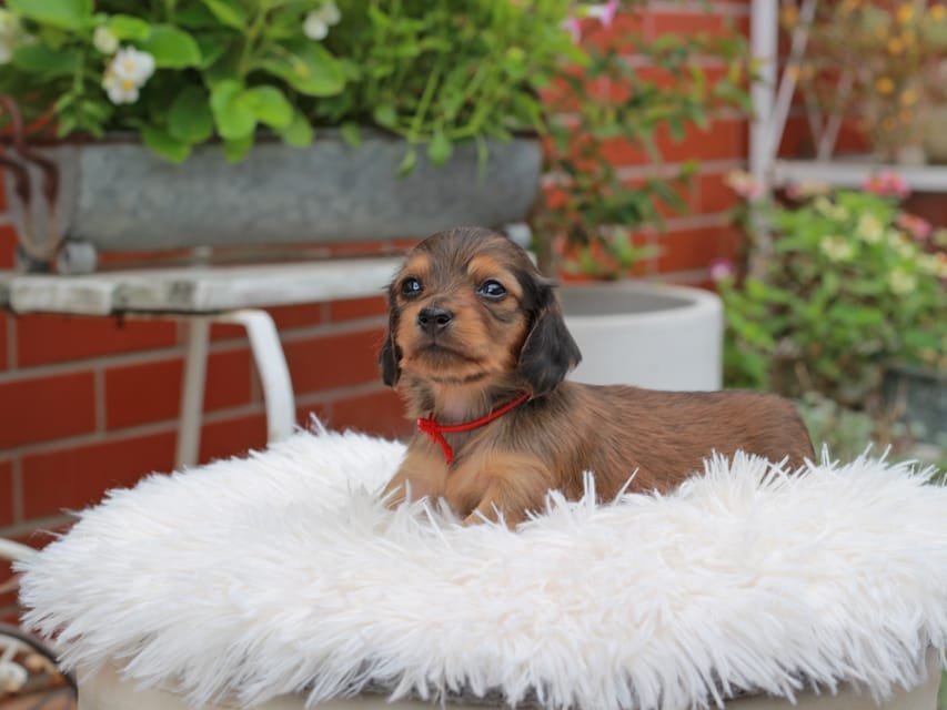 カニンヘンダックスフンド ほたる ＆ パッションの子犬 レッド 女の子（2）