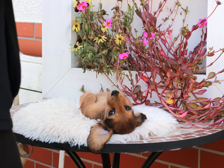 カニンヘンダックスフンド ほたる ＆ パッションの子犬 レッド 男の子（1）