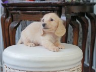 Kaninchen_Dachshund_5245