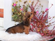 Kaninchen_Dachshund_5249