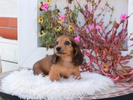 Kaninchen_Dachshund_5254
