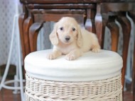 Kaninchen_Dachshund_5259