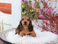 Kaninchen_Dachshund_5263