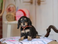 Kaninchen_Dachshund_5264
