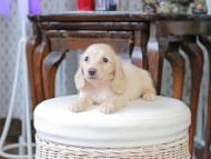 Kaninchen_Dachshund_5264 Kaninchen_Dachshund_5264