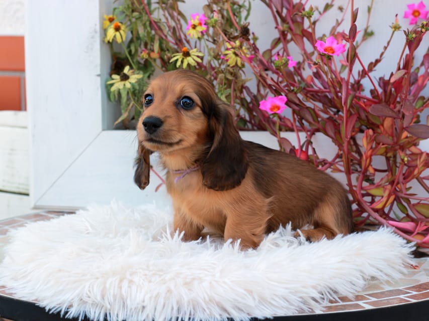 カニンヘンダックスフンド ほたる ＆ パッションの子犬 レッド 男の子（1）
