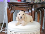 Kaninchen_Dachshund_5268