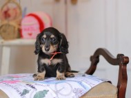 Kaninchen_Dachshund_5270