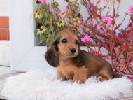 Kaninchen_Dachshund_5271