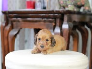 Kaninchen_Dachshund_5274