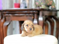 Kaninchen_Dachshund_5278