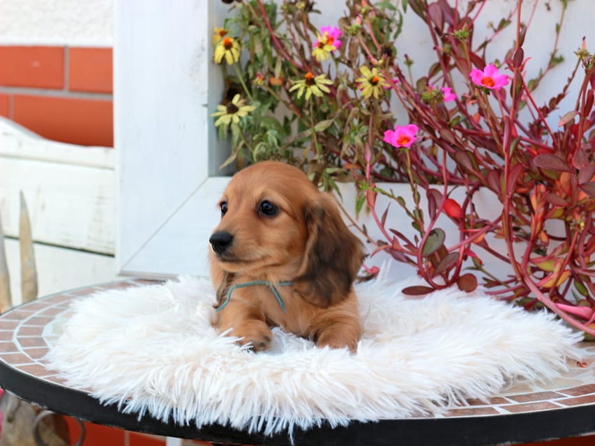 カニンヘンダックスフンド ほたる & パッションの子犬 レッド 男の子(2)Kaninchen_Dachshund_5280 カニンヘンダックスフンド ほたる & パッションの子犬 レッド 男の子(2)