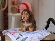 Kaninchen_Dachshund_5282