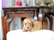 Kaninchen_Dachshund_5282