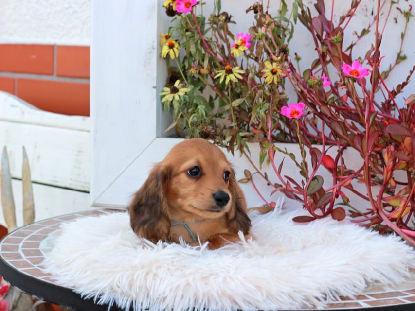 カニンヘンダックスフンド ほたる & パッションの子犬 レッド 男の子(2)Kaninchen_Dachshund_5282 カニンヘンダックスフンド ほたる & パッションの子犬 レッド 男の子(2)