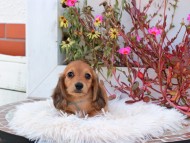 Kaninchen_Dachshund_5286