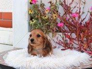 Kaninchen_Dachshund_5288