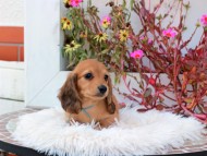 Kaninchen_Dachshund_5290