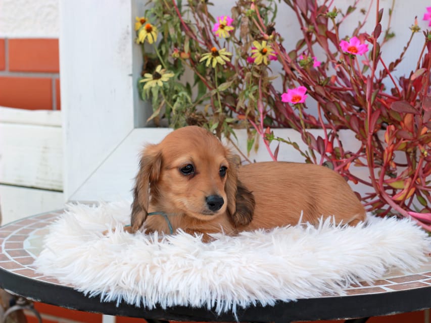 カニンヘンダックスフンド ほたる & パッションの子犬 レッド 男の子(2)Kaninchen_Dachshund_5294 カニンヘンダックスフンド ほたる & パッションの子犬 レッド 男の子(2)