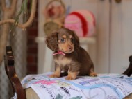 Kaninchen_Dachshund_5298