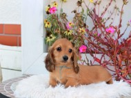 Kaninchen_Dachshund_5305