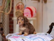 Kaninchen_Dachshund_5306