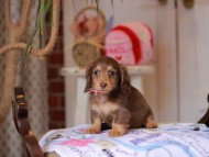 Kaninchen_Dachshund_5312