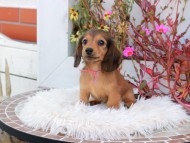 Kaninchen_Dachshund_5328 Kaninchen_Dachshund_5328