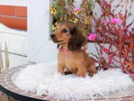 Kaninchen_Dachshund_5330 Kaninchen_Dachshund_5330