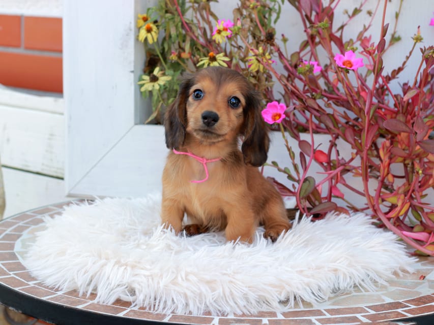 カニンヘンダックスフンド ほたる & パッションの子犬 レッド 女の子(1)Kaninchen_Dachshund_5332 カニンヘンダックスフンド ほたる & パッションの子犬 レッド 女の子(1)