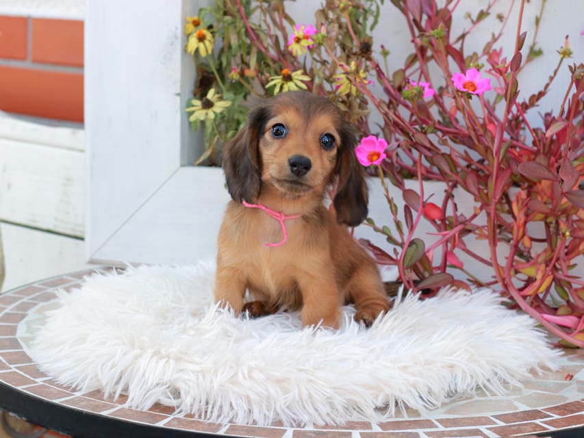 カニンヘンダックスフンド ほたる & パッションの子犬 レッド 女の子(1)Kaninchen_Dachshund_5333 カニンヘンダックスフンド ほたる & パッションの子犬 レッド 女の子(1)