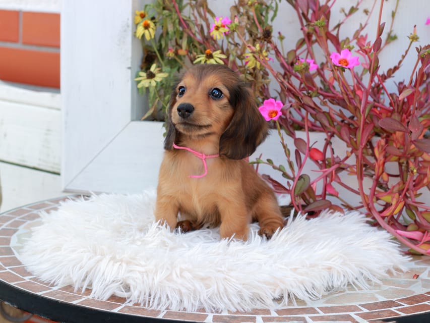 カニンヘンダックスフンド ほたる & パッションの子犬 レッド 女の子(1)Kaninchen_Dachshund_5334 カニンヘンダックスフンド ほたる & パッションの子犬 レッド 女の子(1)