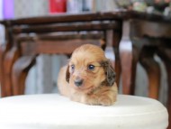 Kaninchen_Dachshund_5340